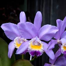 Cattleya Valentine "Billys Blue"