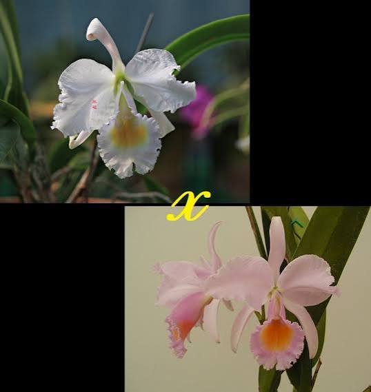 Cattleya (schroederae "Alba" x "Albescens") x schroederae