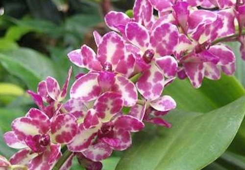 Rhynchonopsis Dragon Charmy