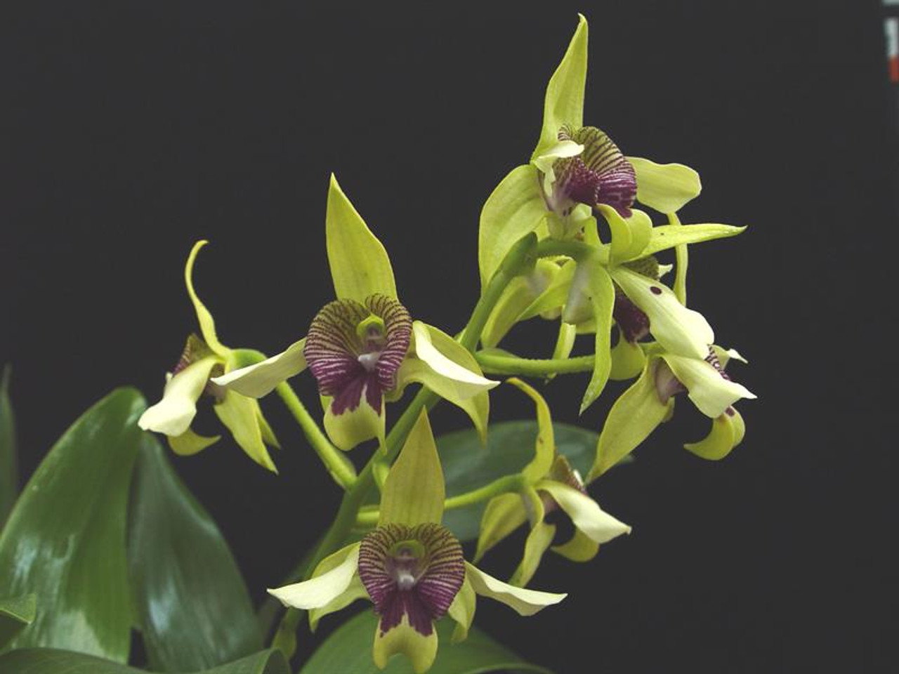Dendrobium shiraishii
