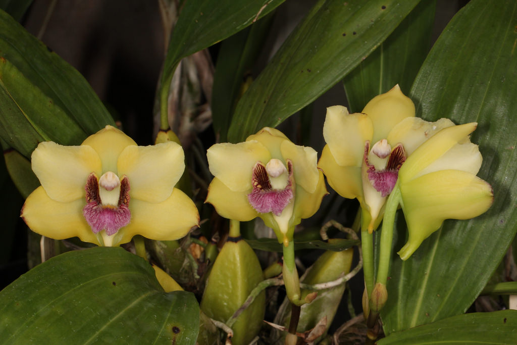 Bifrenaria harrisoniae "Yellow"