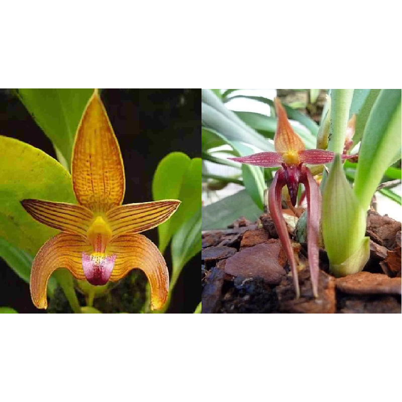 Bulbophyllum claptonense x nymphopoletanum