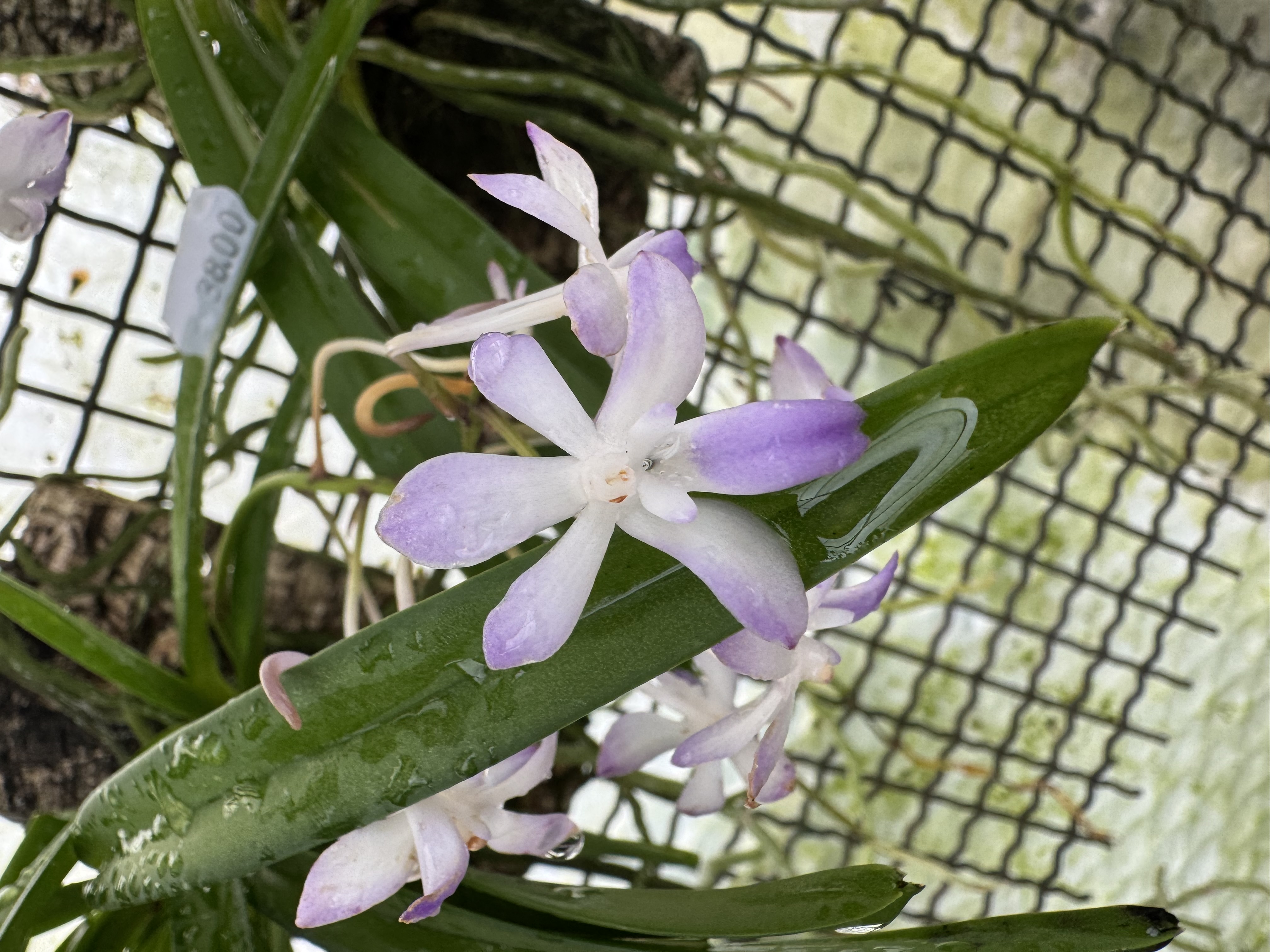 Neostylis Lou Sneary