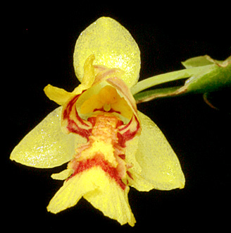 Lockhartia lunifera