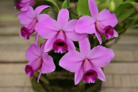 Laelia pumila "do Caliman"