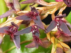 Bulbophyllum tremulum