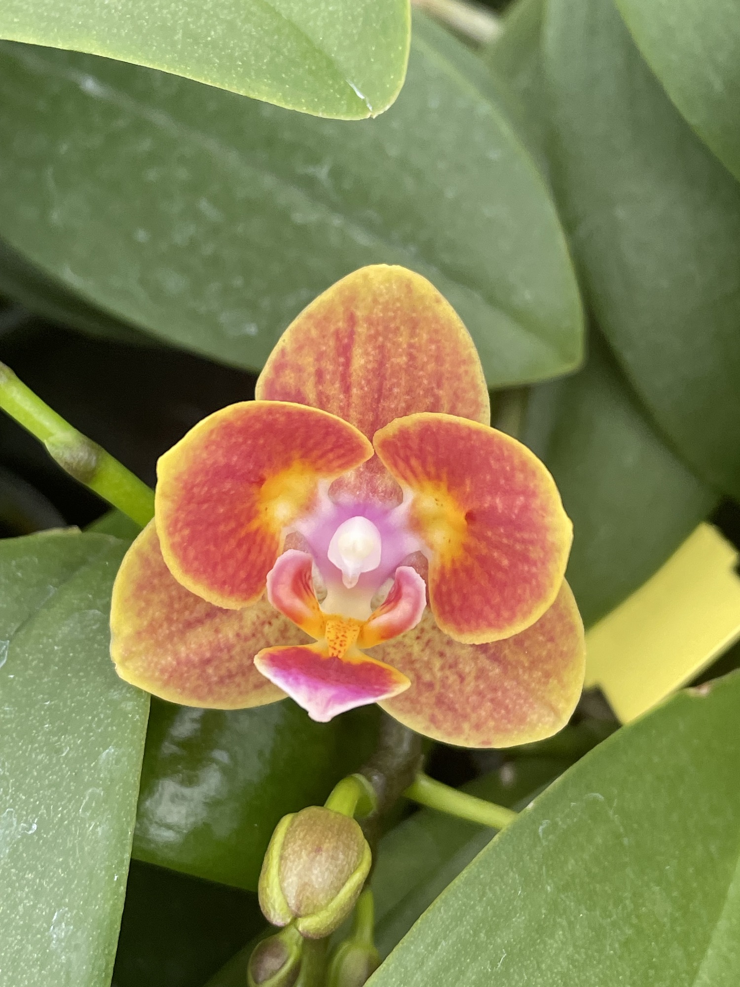 Doritaenopsis Shih Fang Savory Orange