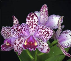 Blc. Durigan "Aquarius"