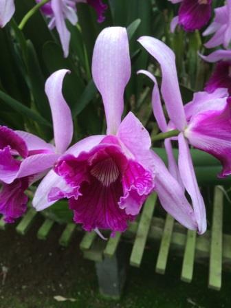 Laelia purpurata var. Trilabelo "Oriental 11483"
