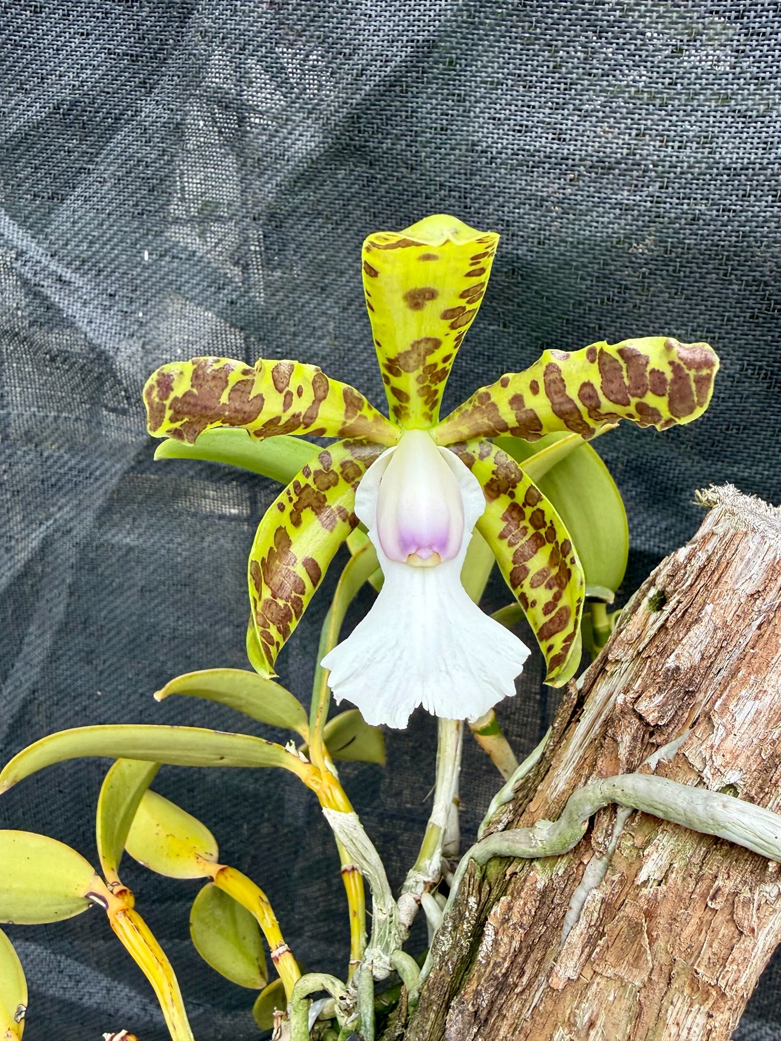 Cattleya aclandiae var. Albescens "SELECT"