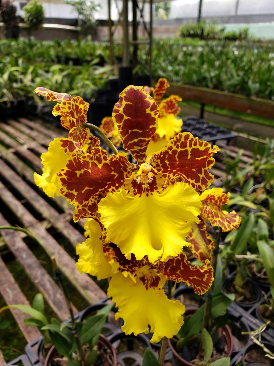Oncidium Jorge Verboonen