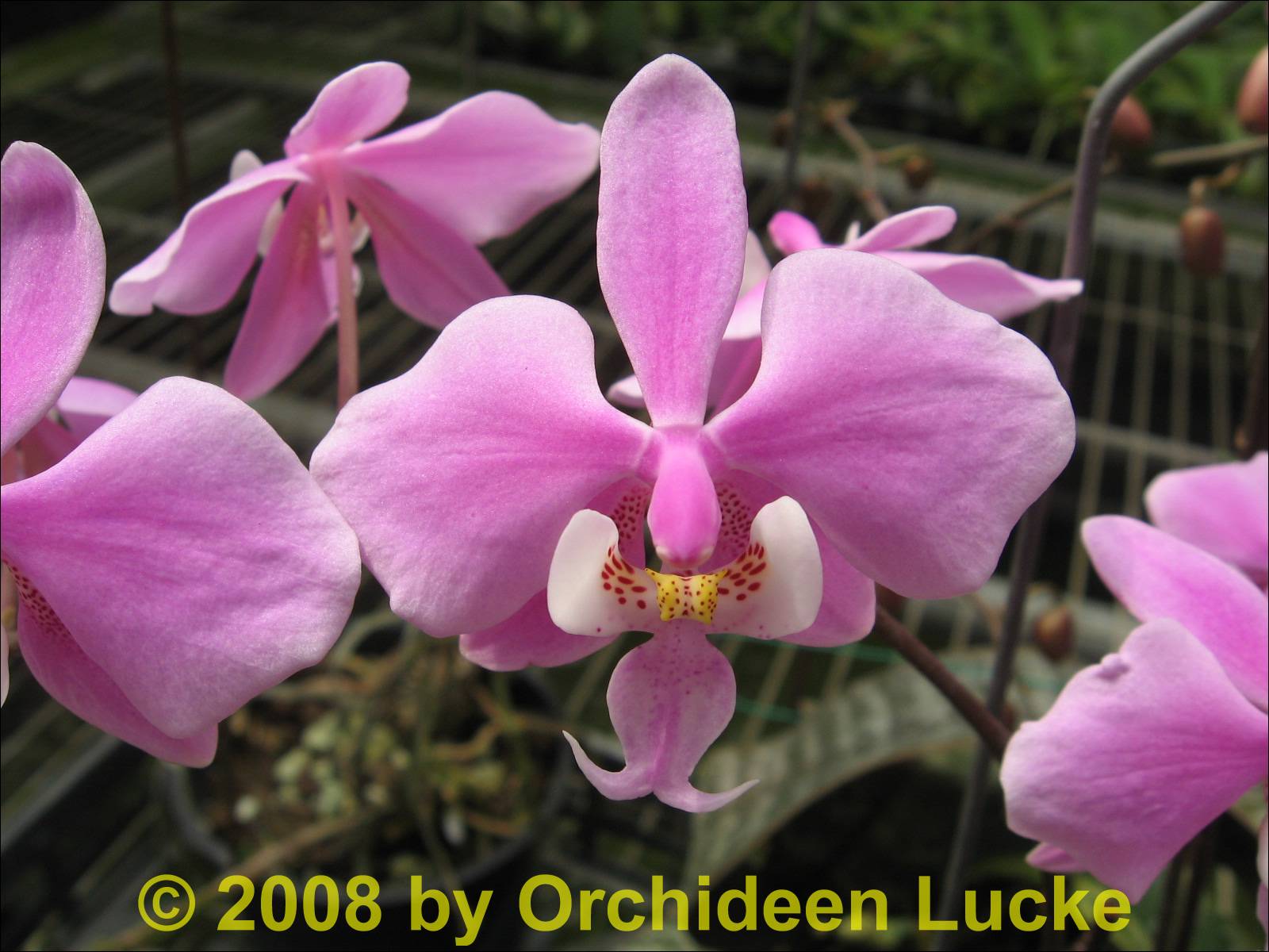 Phalaenopsis schilleriana