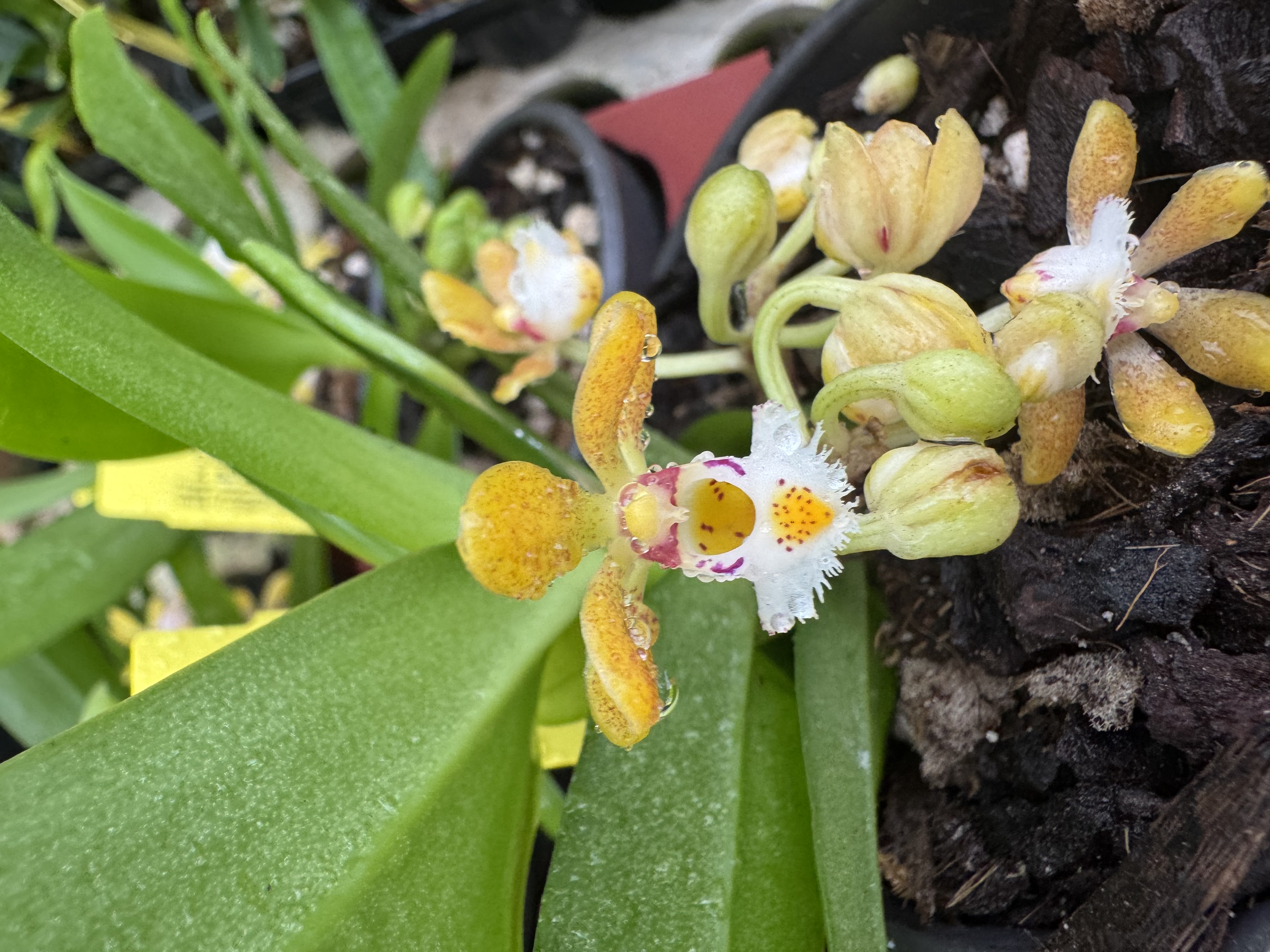 Gastrochilus acutifolius x obiliquus