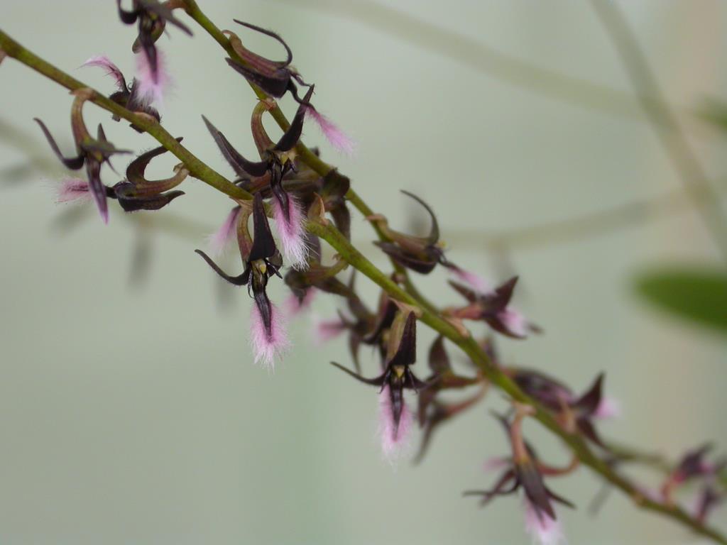 Bulbophyllum miniatum