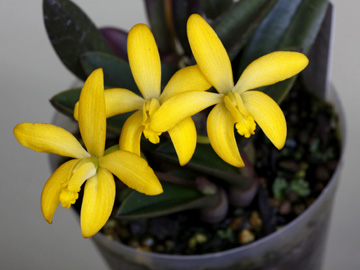 Laelia bradei