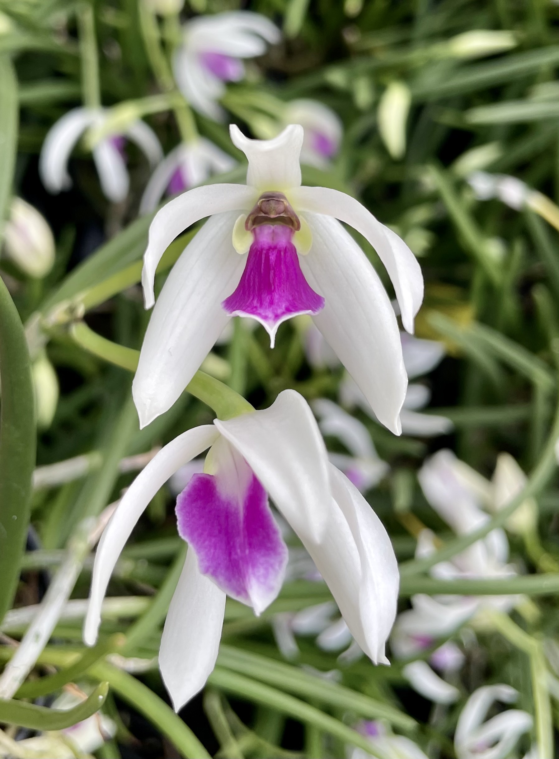 Leptotes Leptotes bicolor | 971