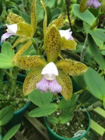 Cattleya guttata "Verde"