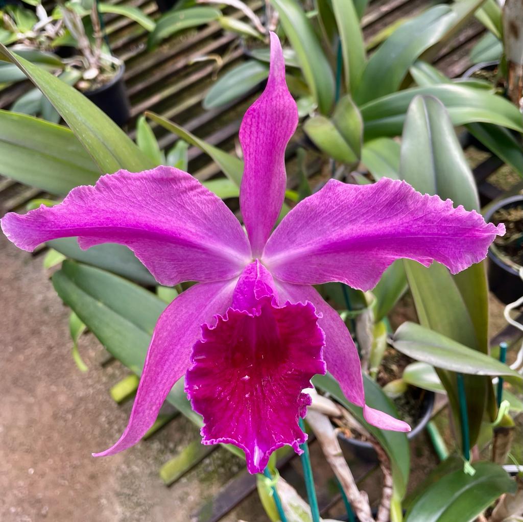 Lc. Gottoiana