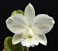 Cattleya walkeriana var. Alba