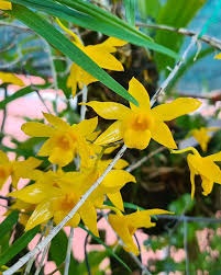 Den-hancockii Dendrobium hancockii