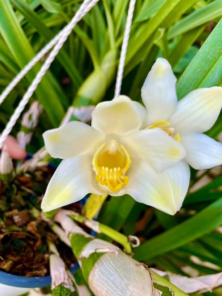 Chysis bractescens