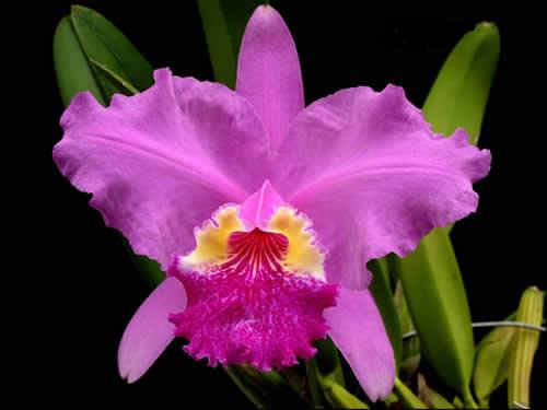 Cattleya lueddemanniana x (C. lueddemanniana "Bianca" x "Aquinada")