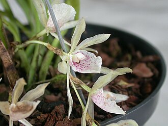 Trichopilia brasiliensis