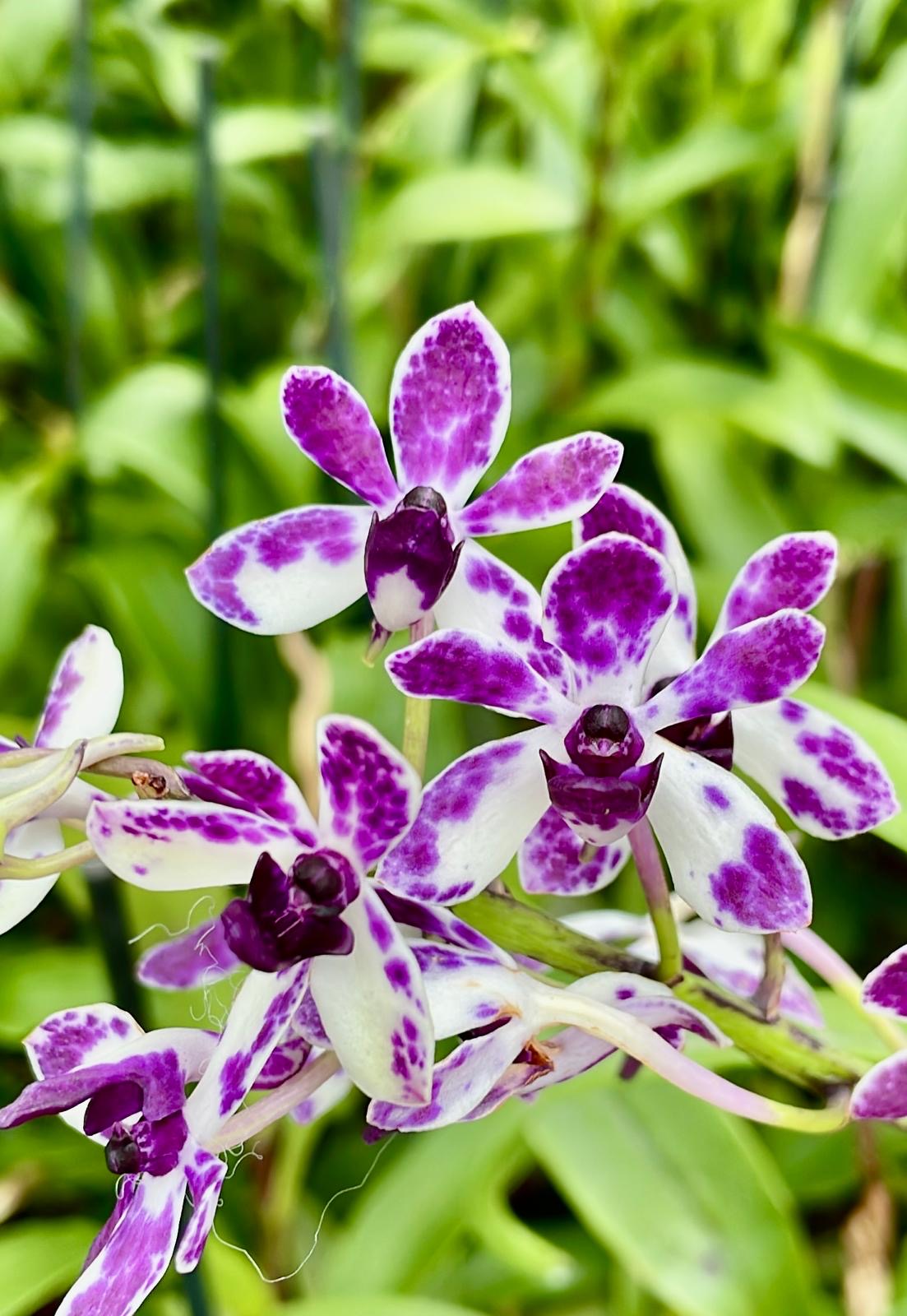 Vandachostylis Pinky "Violet Queen"