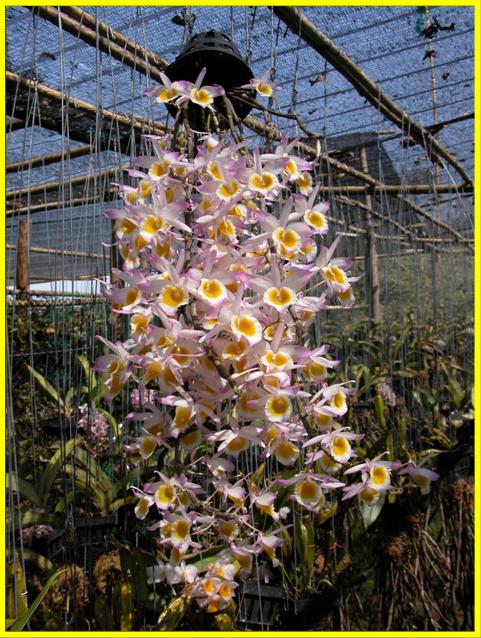 Dendrobium primulinum