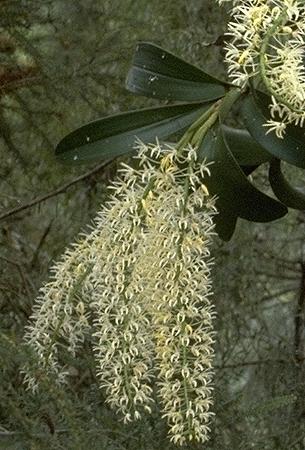 Dendrobium speciosum