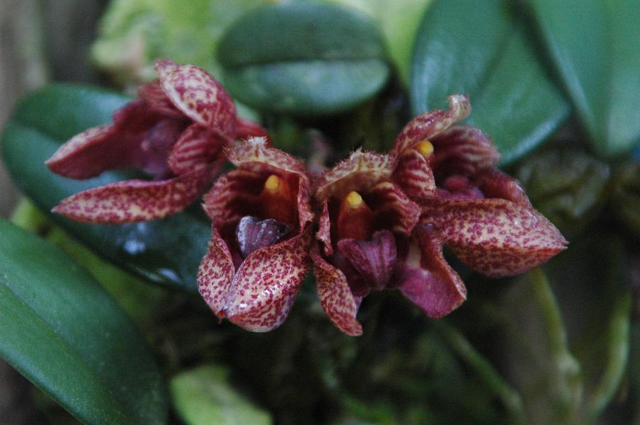 Bulbophyllum frostii