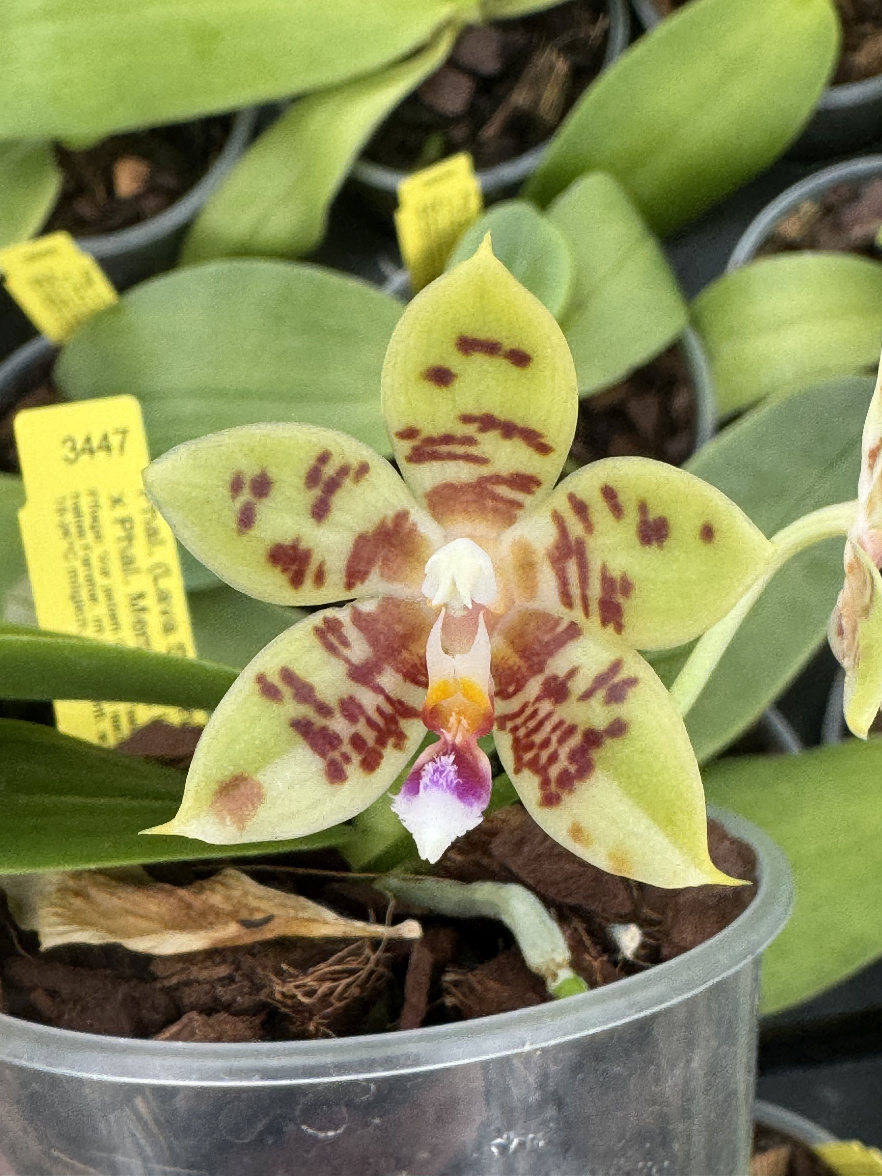 Phalaenopsis (Lava Sunshine x bastianii) x Phal. Memoria Horst Zeltner