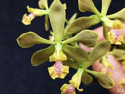 Encyclia euosma
