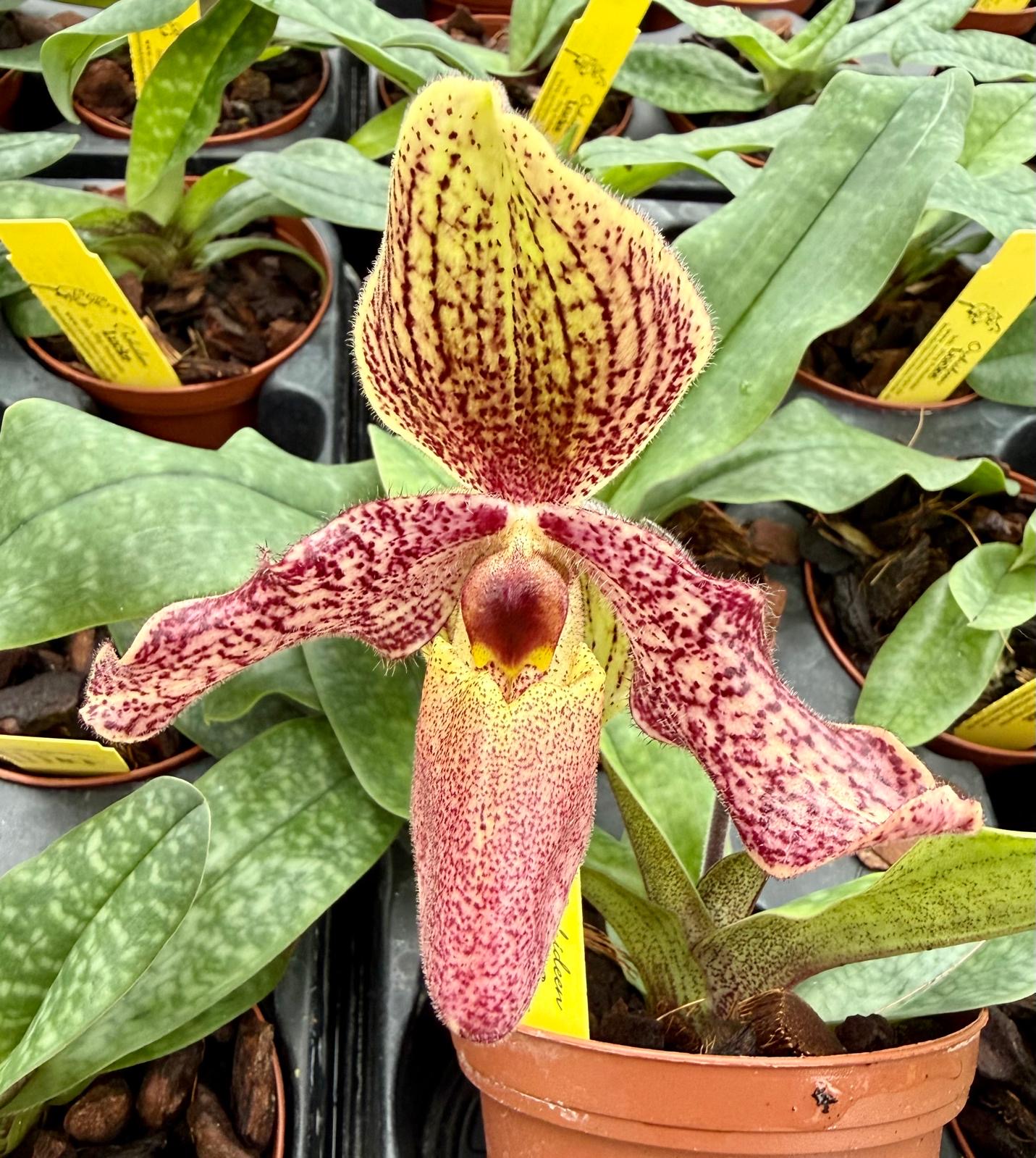 Paphiopedilum Pinocchio x bellatulum