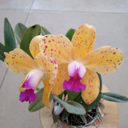 Cattleya amethystoglossa var. Aurea (Escura x Clara)