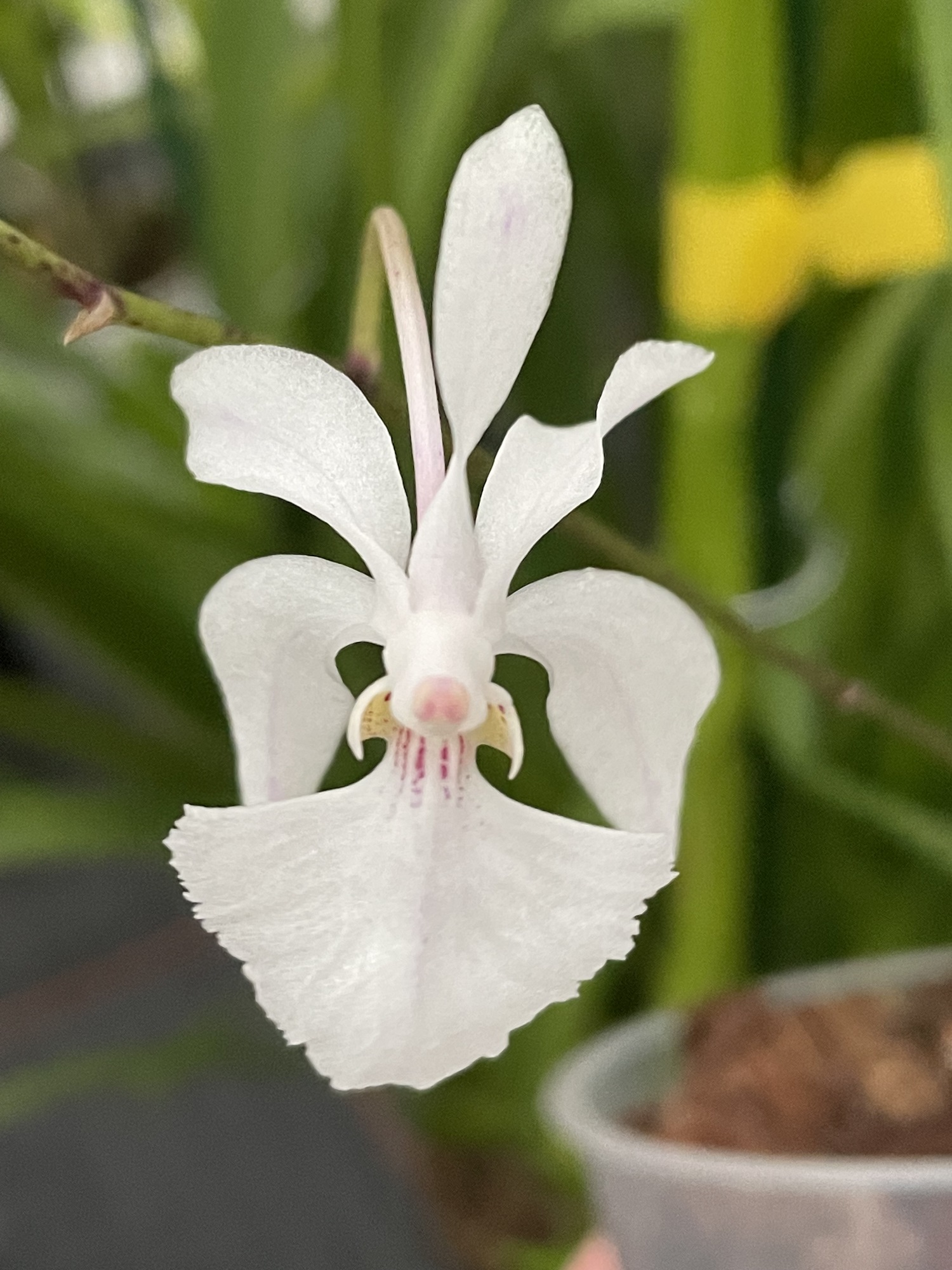 Holcoglossum Isabel Sander