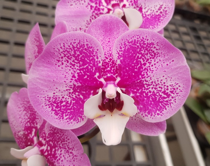 Phalaenopsis Allura "Yucatan"