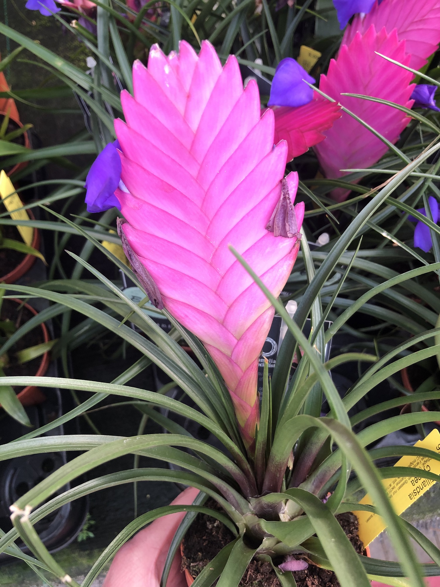 Tillansia-cyanea Tillandsia cyanea