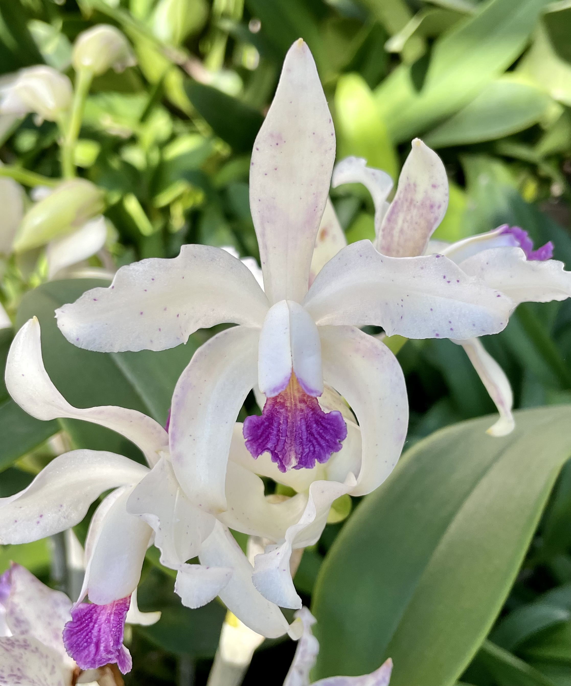 Cattleya amethystoglossa var. Coerulea