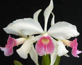 Laelia purpurata  var. rosa cereja