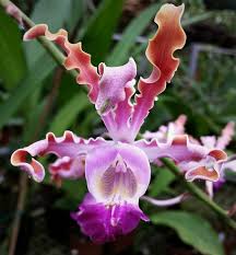 Schomburgkia thomsoniana