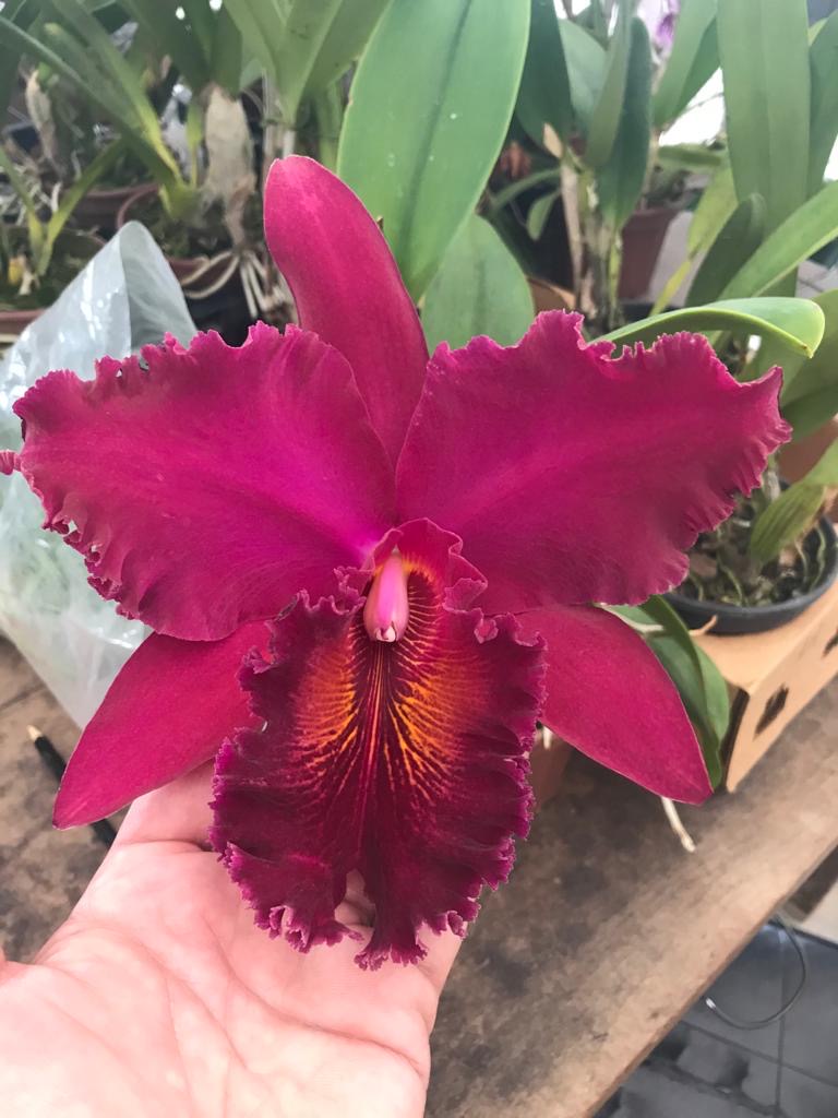 Blc-Chia-Lin-New-City