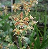 Encyclia oncidioides