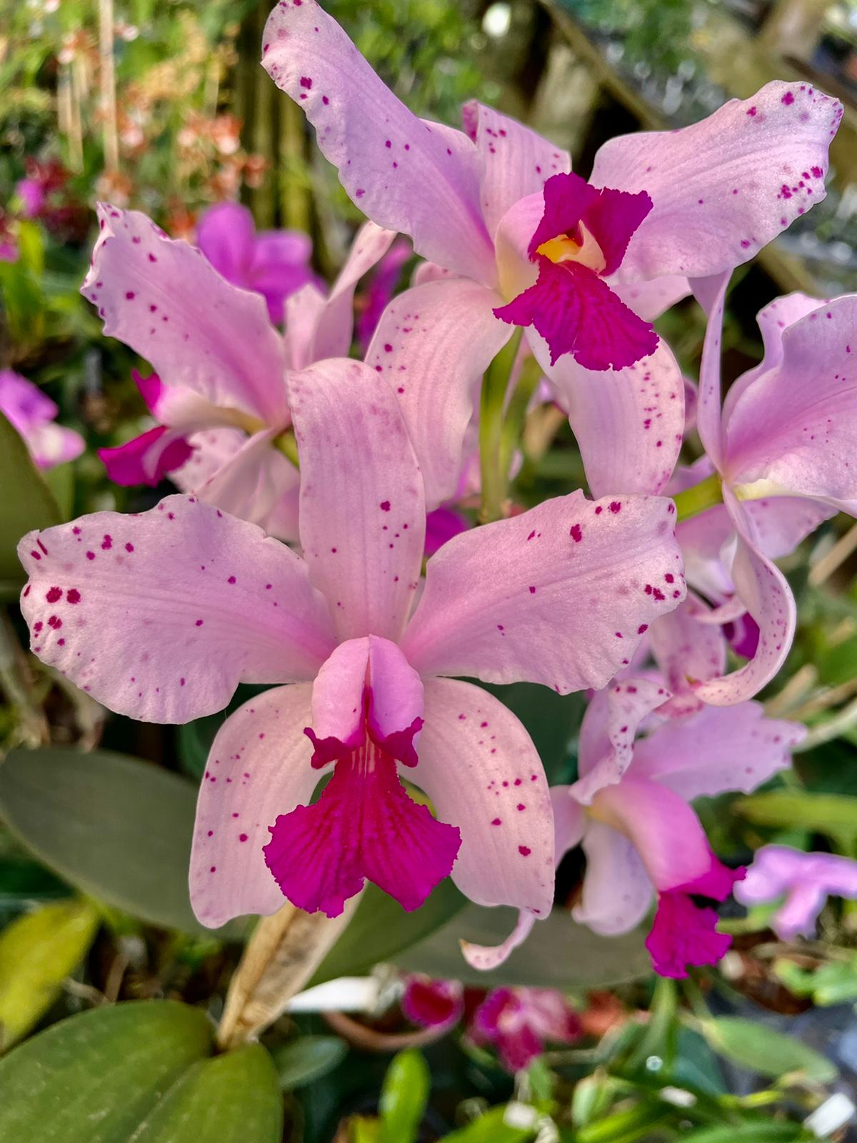 Cattleya amethystoglossa var. Tipo