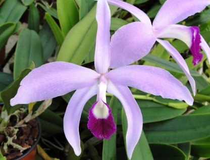 L-perrinii-156f3f10094fd3 Laelia perinii