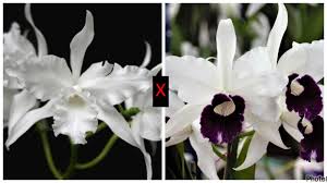 Laelia lobata Alba x purpurata roxo-violetta