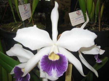 Laelia purpurata var. Coerulea