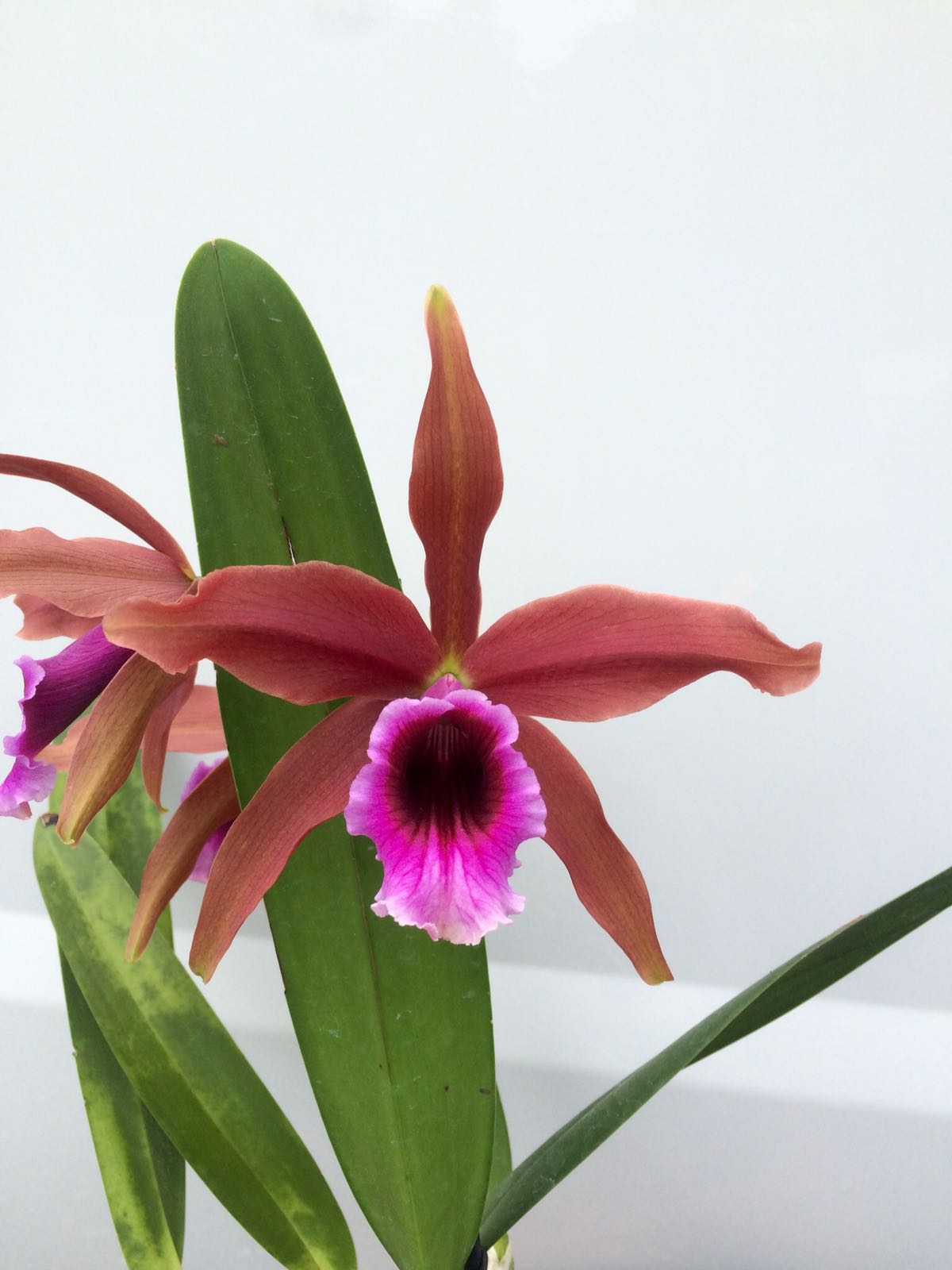 Laelia tenebrosa var. Rubra