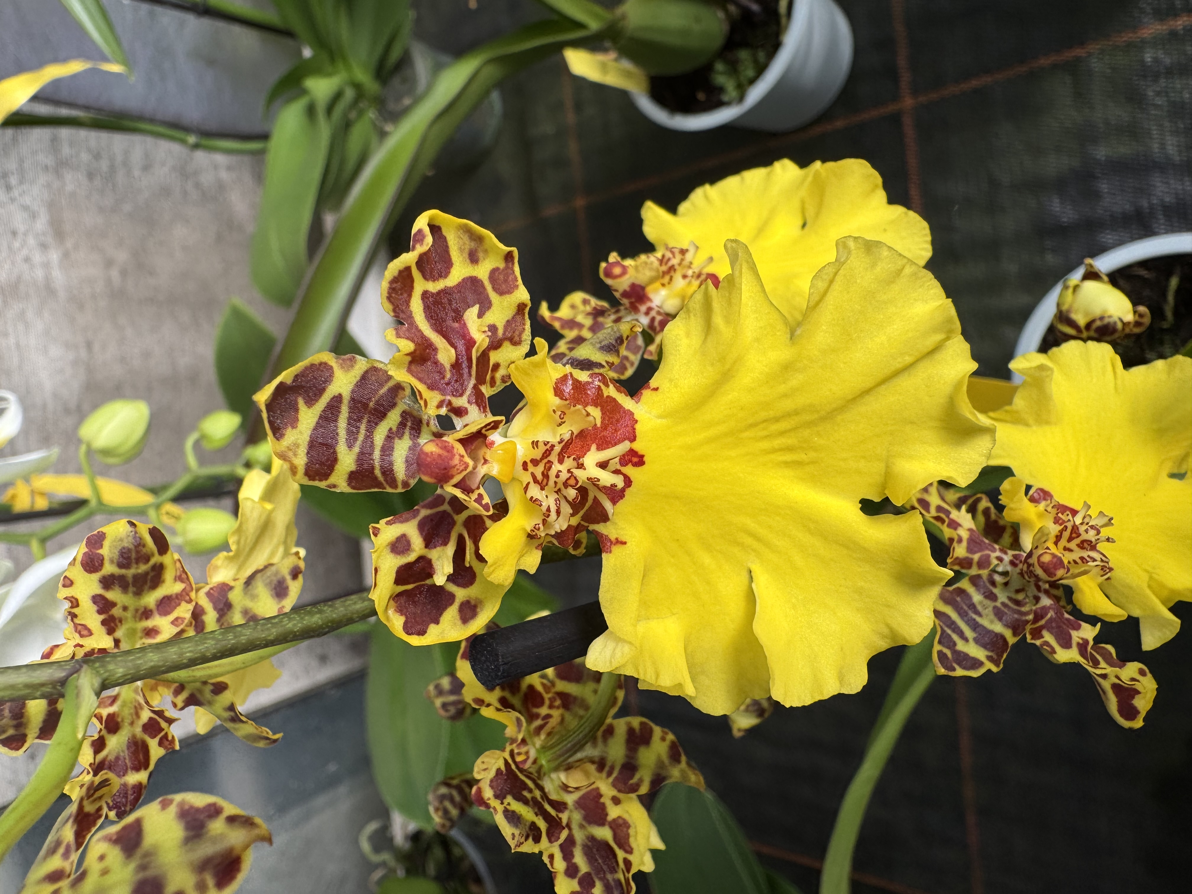 Oncidium Jiuhbao Gold "Tainan"
