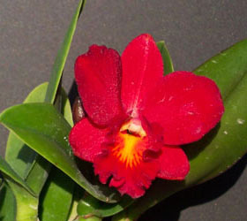 Cattlianthe (Slc.) Little Hazel